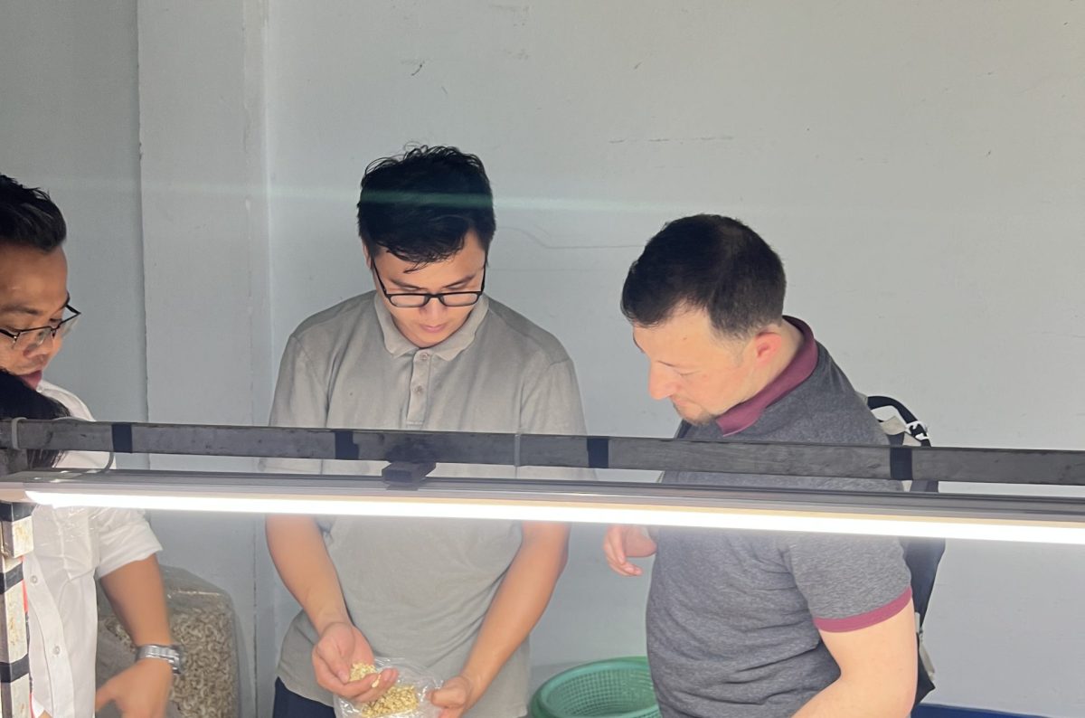 Vietnamese Cashew Exports Struggle