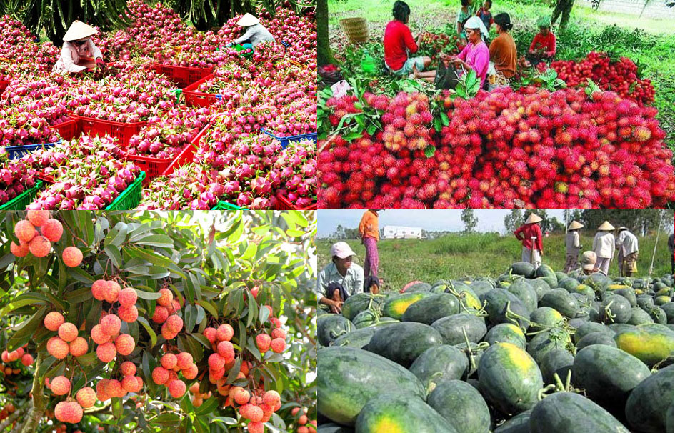 Vietnamese tropical fruits
